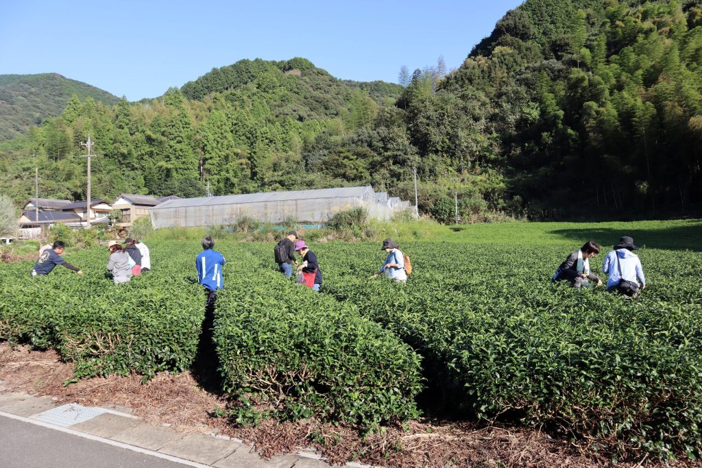 令和６年度「静岡市お茶の学校」第５回講座を実施しました！の画像